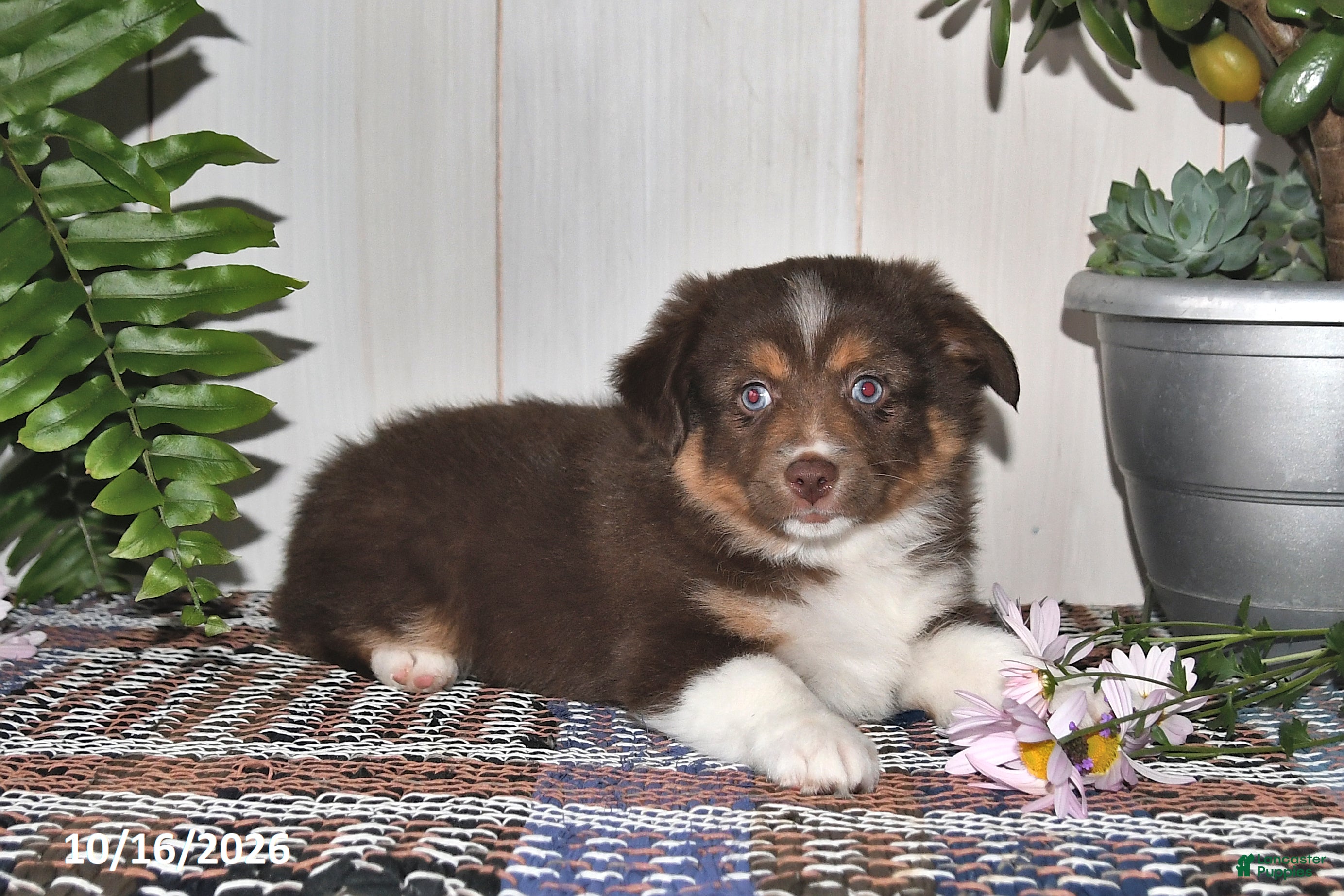 Miniature Australian Shepherd dogs Henry - Ad 1