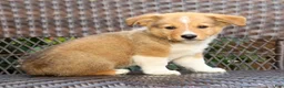 Welsh Corgi Pembroke dogs for sale: Finnigan - Ad 3