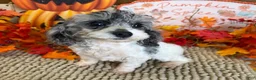 Cockapoo dogs for sale: Buttons - Ad 4