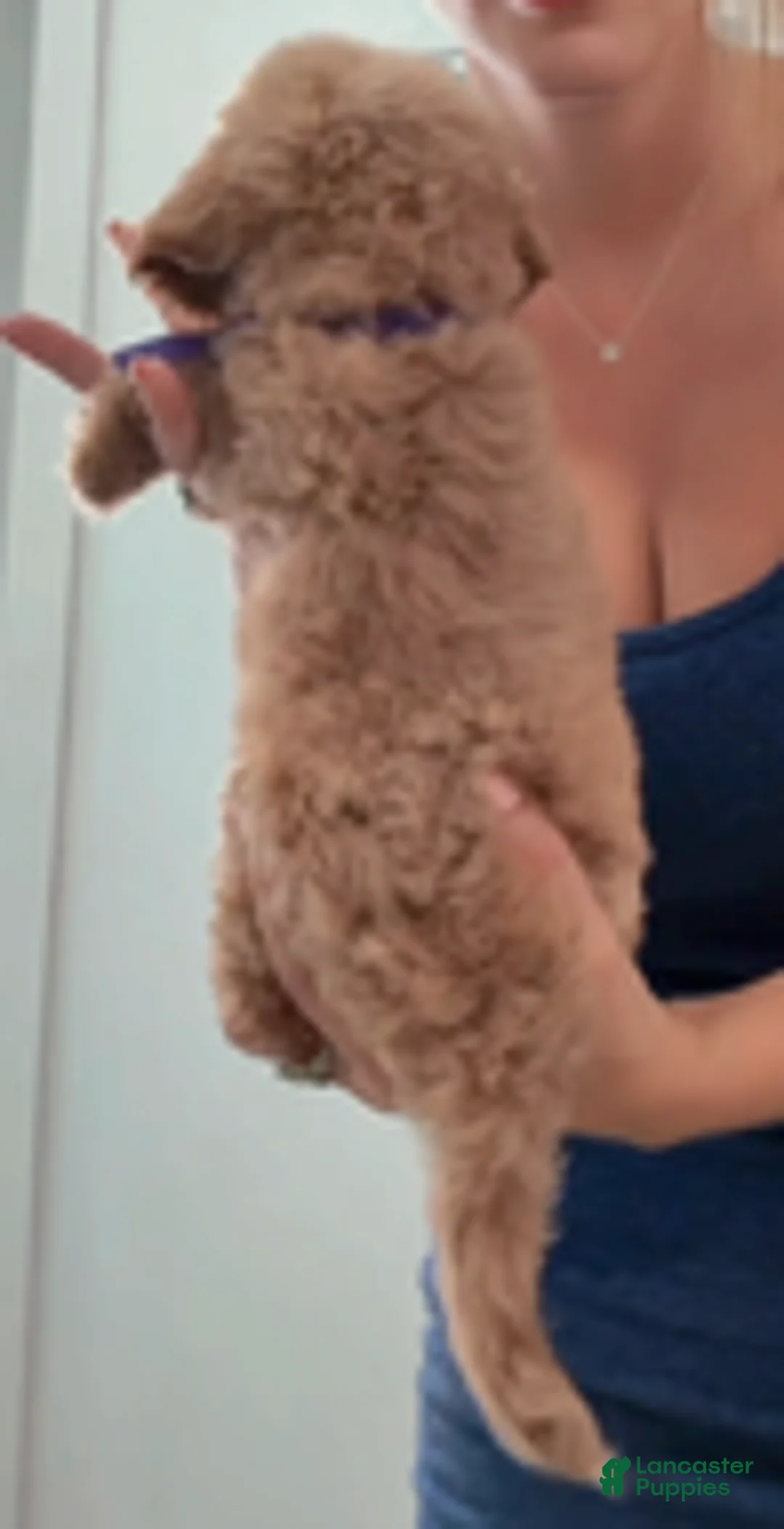 Double Doodle dogs for sale: Girl #1 - Ad 4