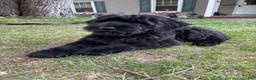 Giant Schnauzer dogs for sale: Mouse - Ad 17