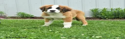 Mixed Breed dogs for sale: Kira - Ad 2