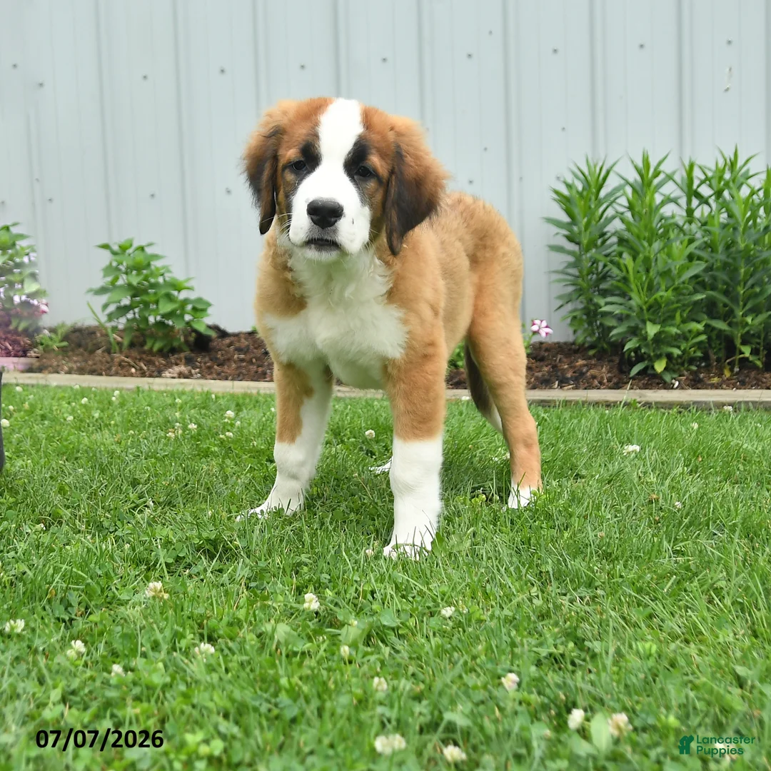Mixed Breed dogs for sale: Kira - Ad 2