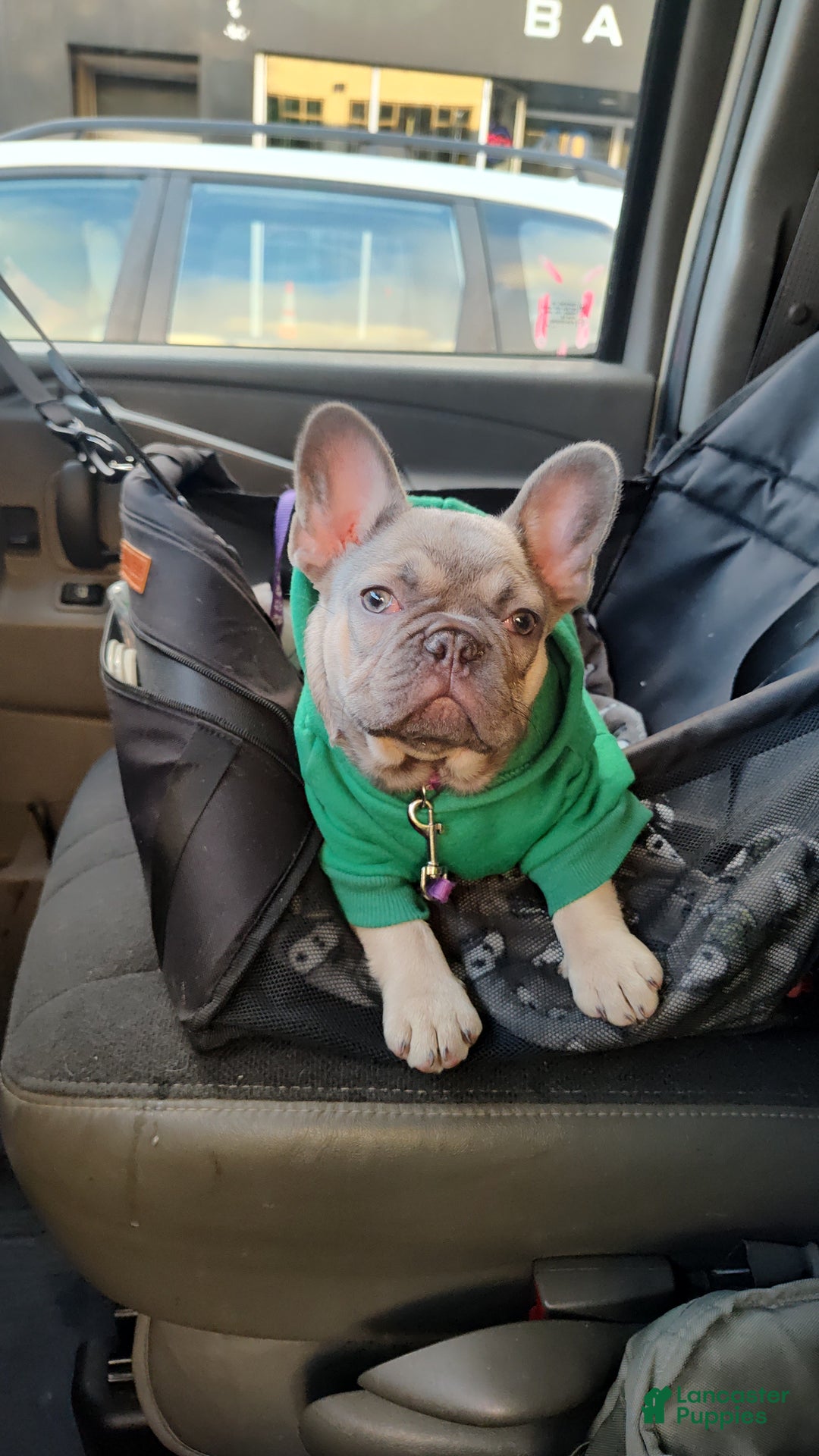 French Bulldog dogs for sale: French Bulldog Puppy 1 - Ad 3
