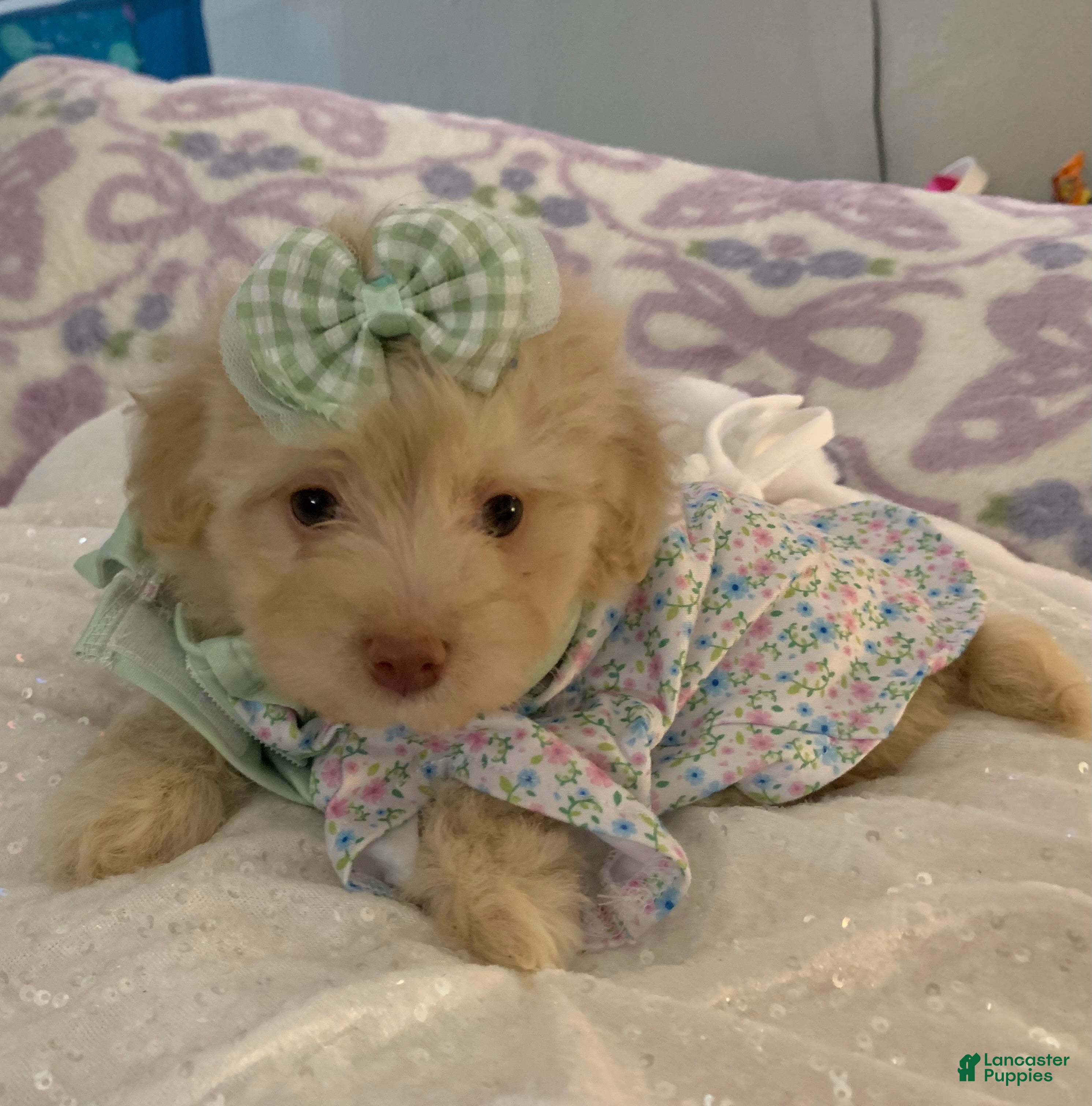 Maltipoo dogs Maltipoo Puppy 2 - Ad 12