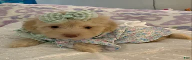 Maltipoo Puppy 2