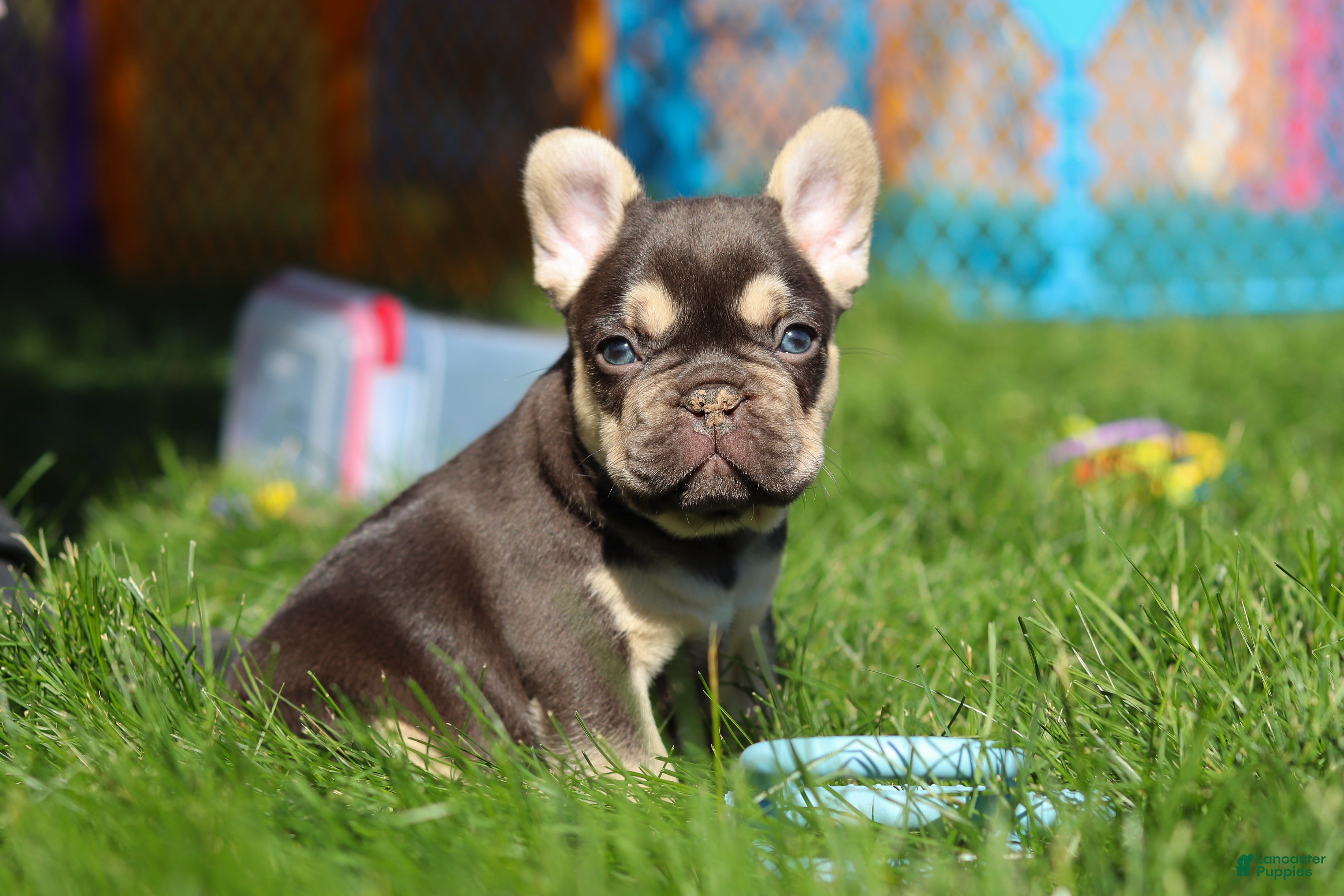 French Bulldog dogs for sale: Chase - Ad 11