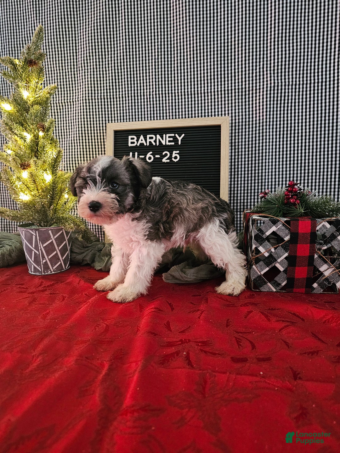 Miniature Schnauzer dogs for sale: Barney - Ad 9