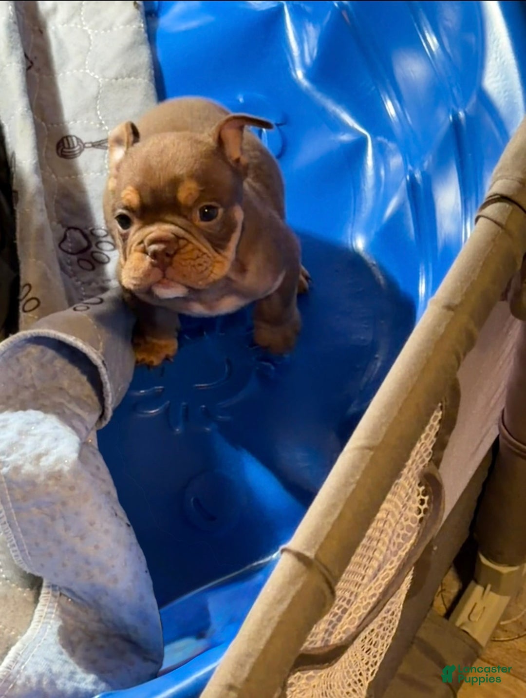 English Bulldog dogs for sale: Aries  - Ad 2