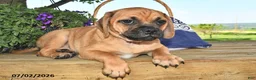 Puggle dogs for sale: Sawyer - Ad 3