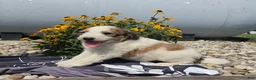 Mixed Breed dogs for sale: Rock - Ad 5