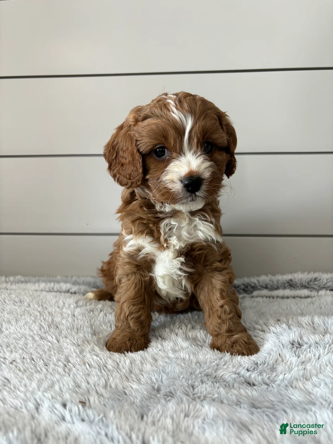 Cavapoo dogs for sale: Sky - Ad 2