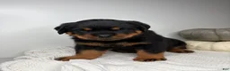 Rottweiler dogs for sale: Chase - Ad 4
