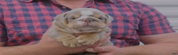 English Bulldog dogs for sale: Dixon - Ad 1