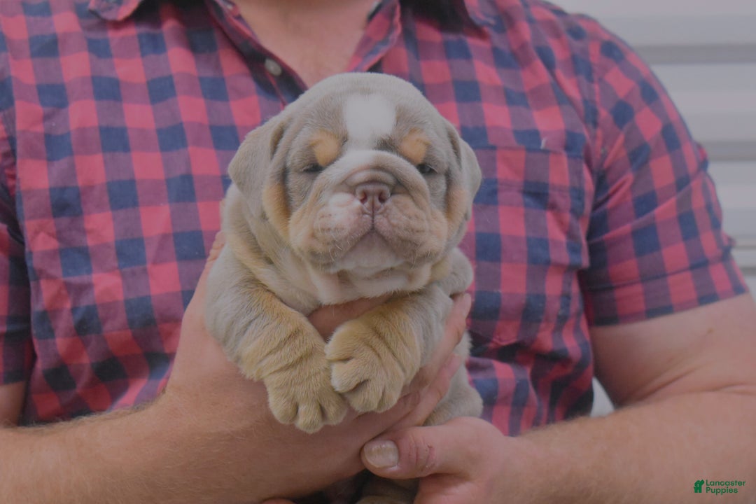 English Bulldog dogs for sale: Dixon - Ad 1