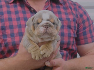 English Bulldog dogs Dixon - Ad 14