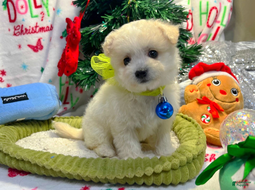 Maltipoo dogs for sale: Snowflake  - Ad 2