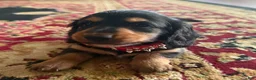Miniature Dachshund dogs for sale: Longhair Male - Ad 3