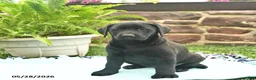 Labrador Retriever dogs for sale: Lady  - Ad 2