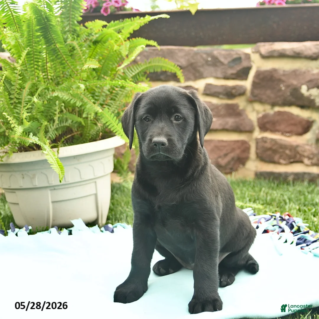 Labrador Retriever dogs for sale: Lady  - Ad 2