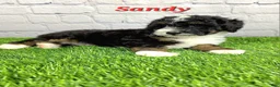 Mini Bernedoodle dogs for sale: Sandy - Ad 2