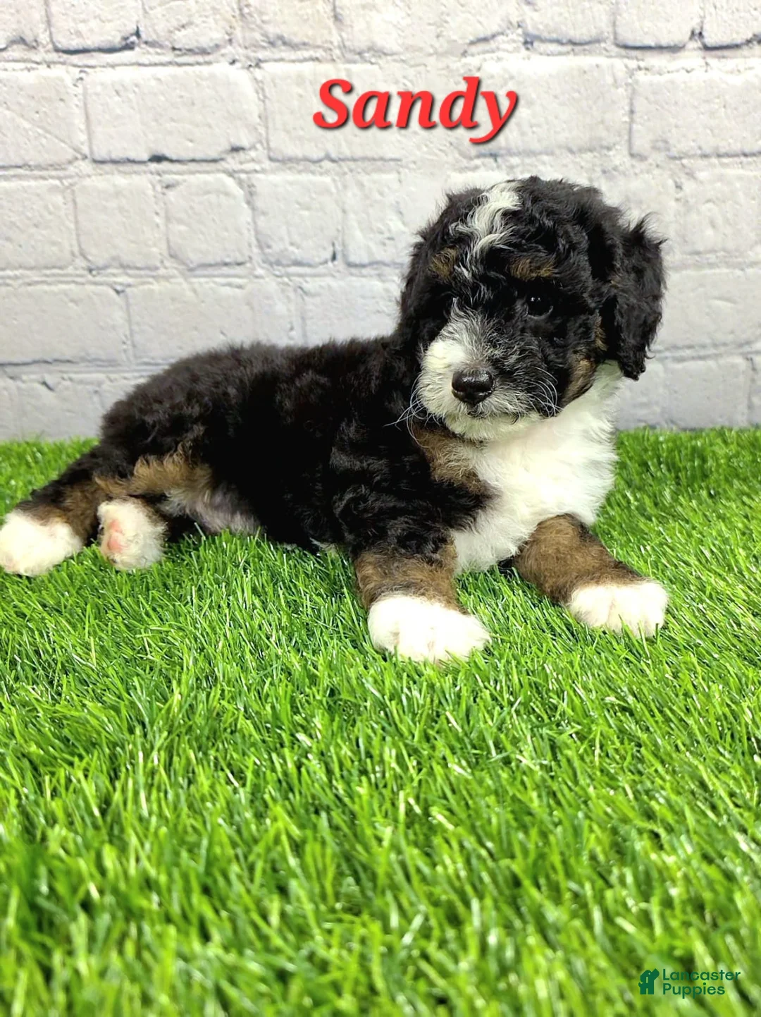 Mini Bernedoodle dogs for sale: Sandy - Ad 2