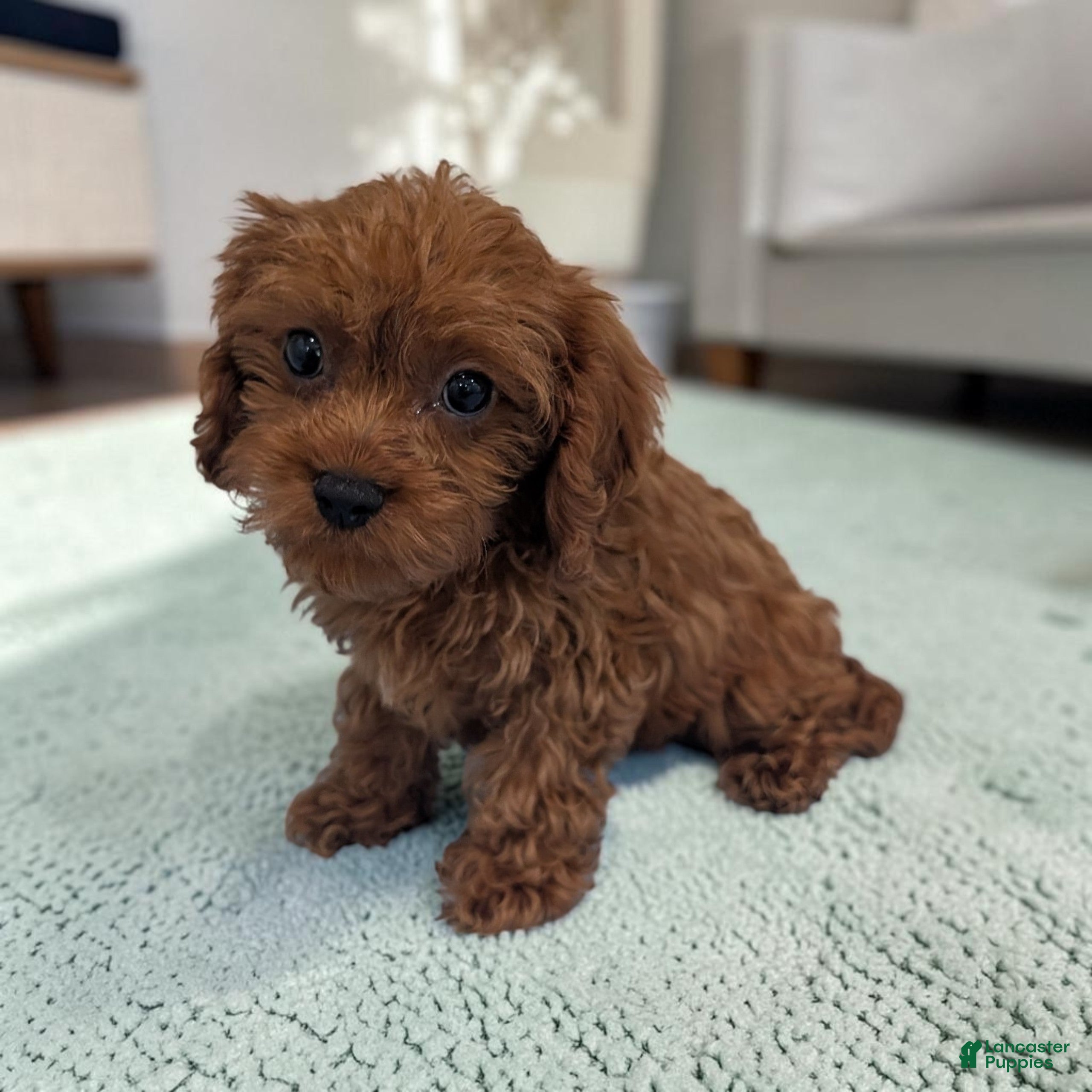 Cavapoo dogs Aero - Ad 2