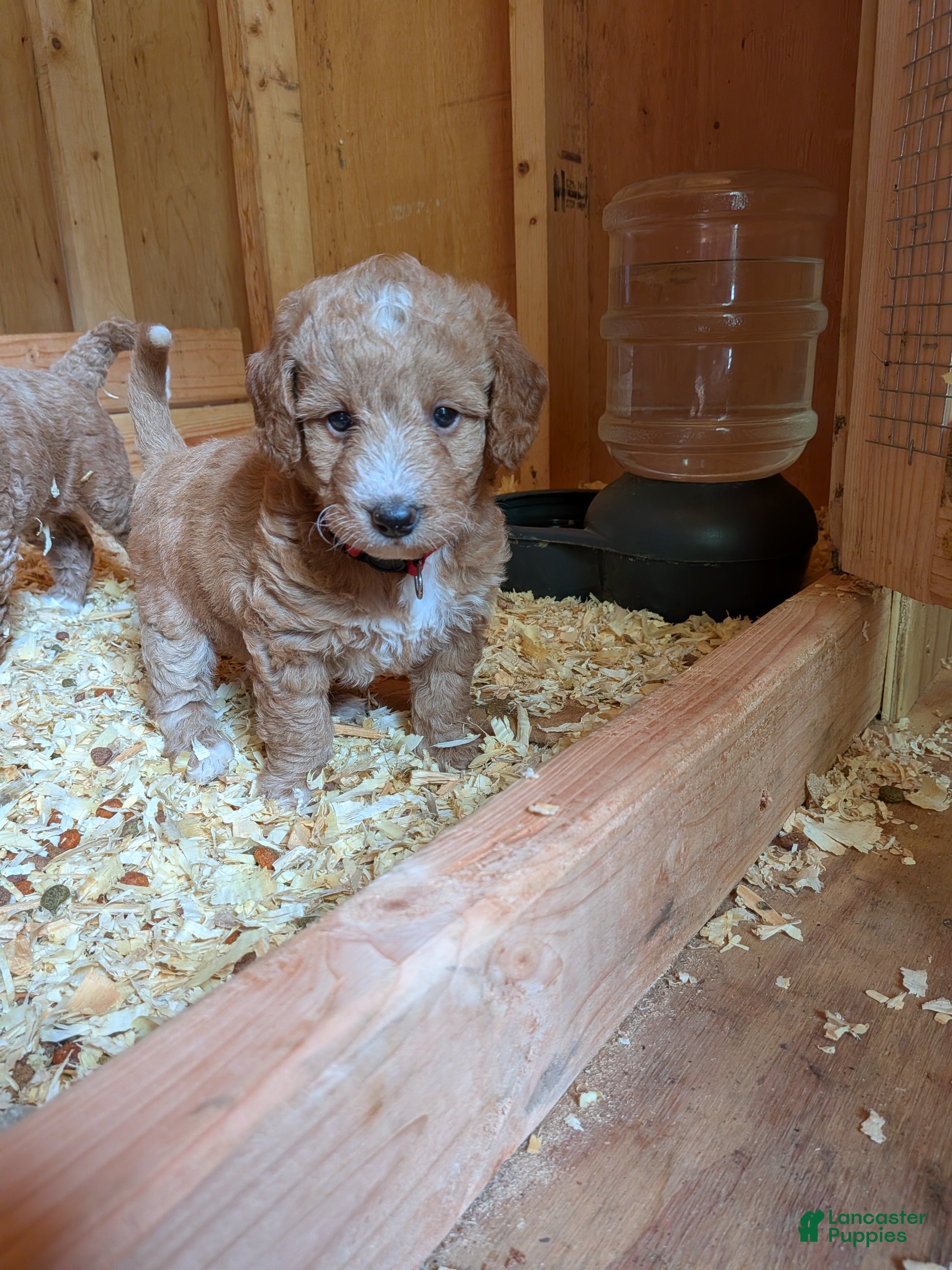 Miniature Labradoodle dogs Scarlett - Ad 2