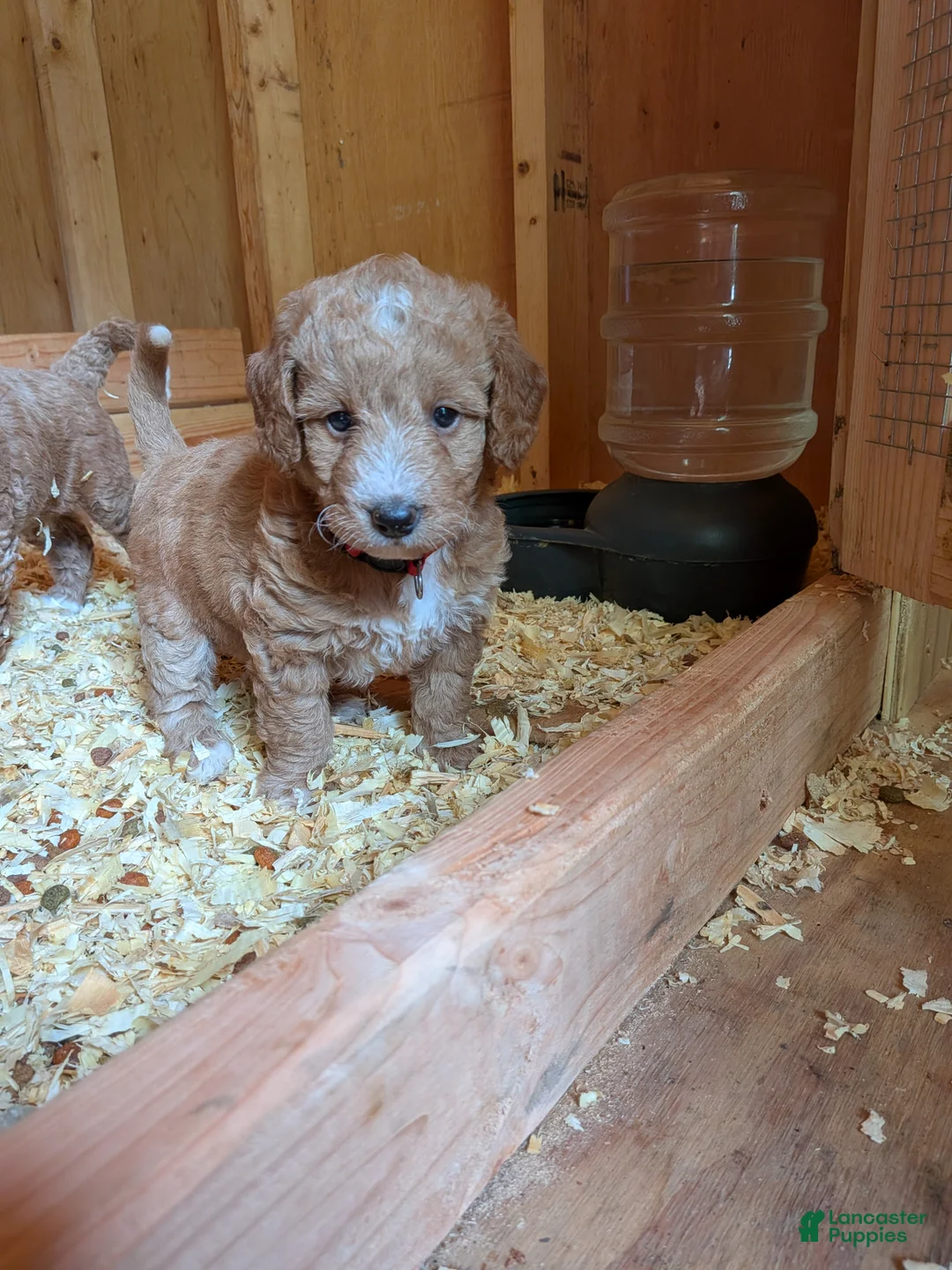 Miniature Labradoodle dogs for sale: Scarlett - Ad 2