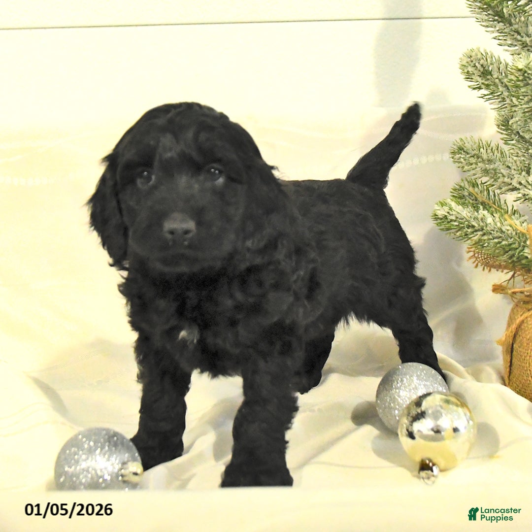 Cockapoo dogs for sale: Bella   - Ad 3