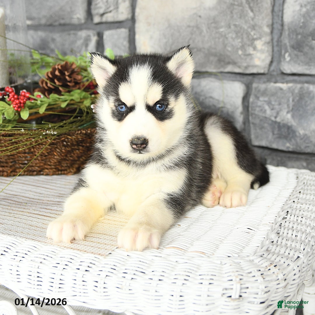 Siberian Husky dogs for sale: Lily - Ad 2