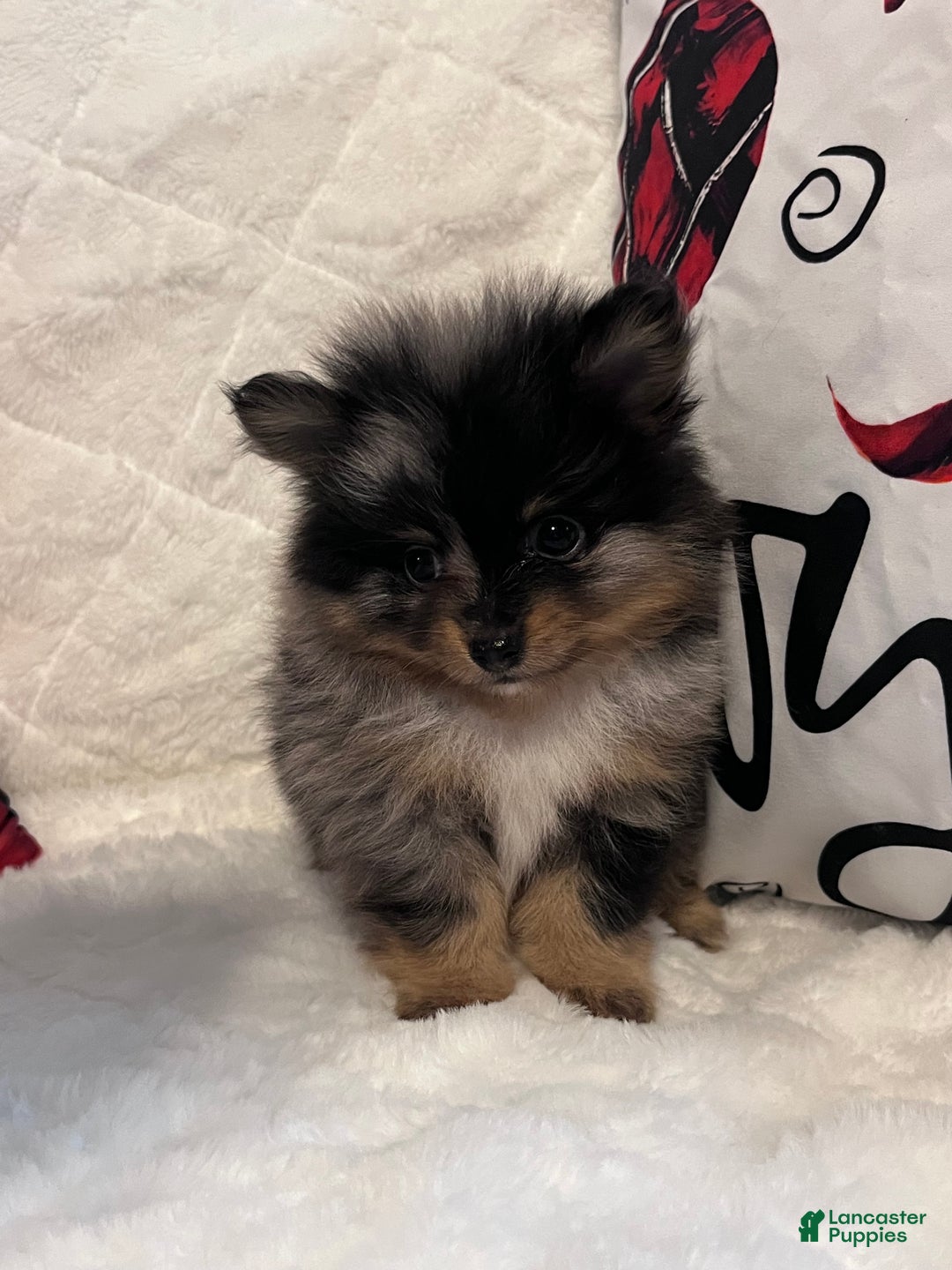 Pomeranian dogs for sale: Max - Ad 1