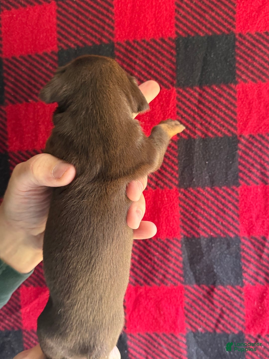 Catahoula Leopard Dog dogs for sale: Catahoula Leopard Dog Puppy 4 - Ad 3