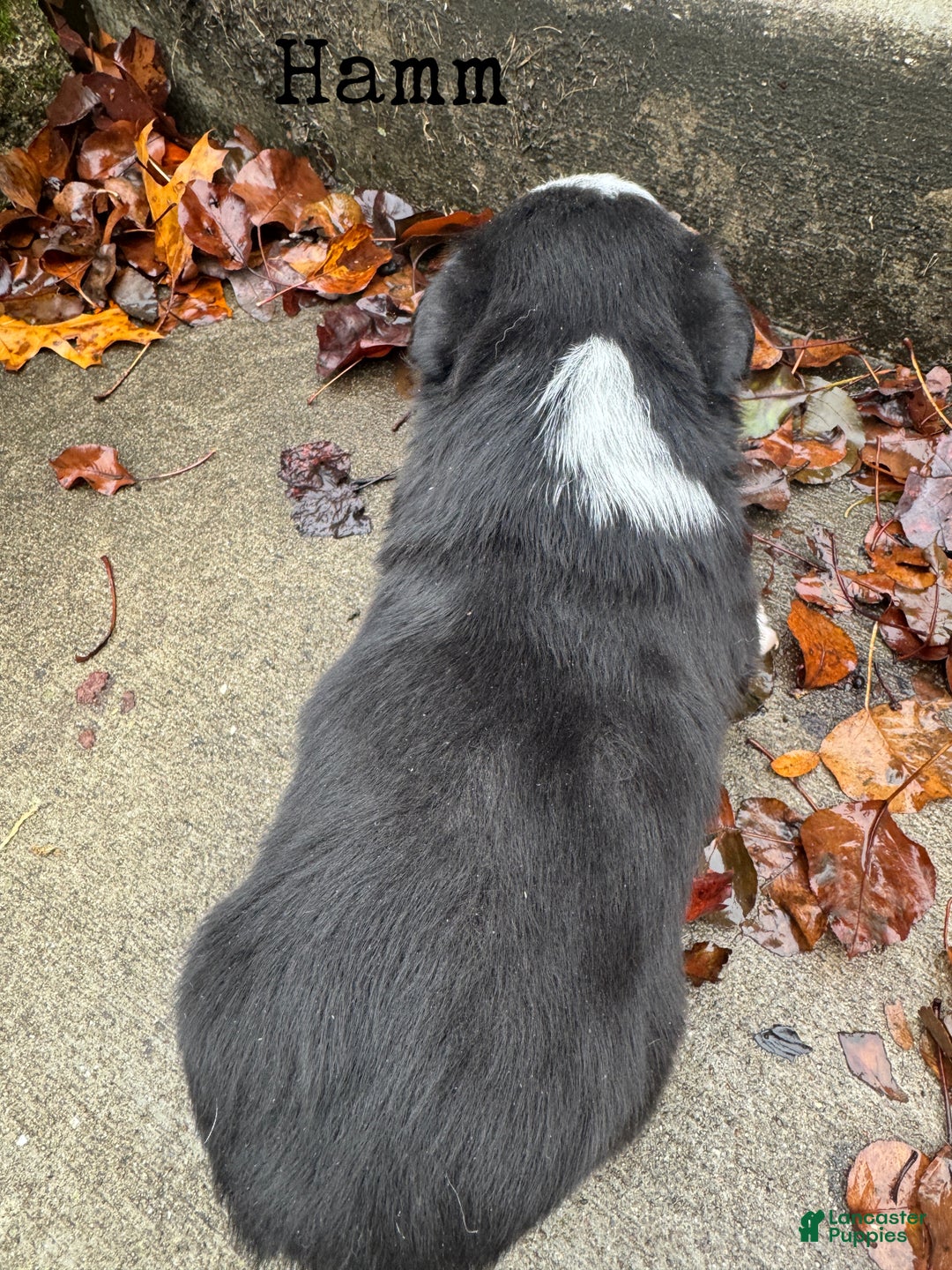 Mixed Breed dogs for sale: Hamm - Ad 2