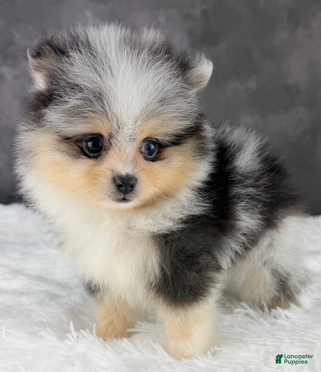 Pomeranian dogs for sale: Pomeranian Puppy 1 - Ad 3