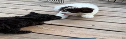 Miniature Poodle dogs for sale: ORSON - Ad 4