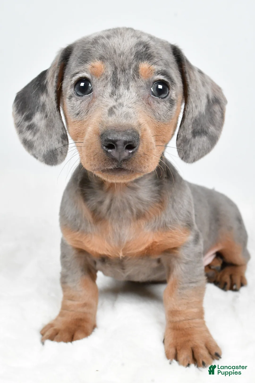 Dachshund dogs for sale: Cash - Ad 1
