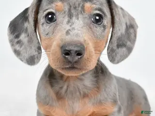 Dachshund dogs Cash - Ad 17