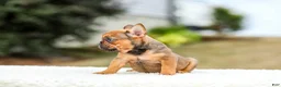 French Bulldog dogs for sale: Nico - Ad 10
