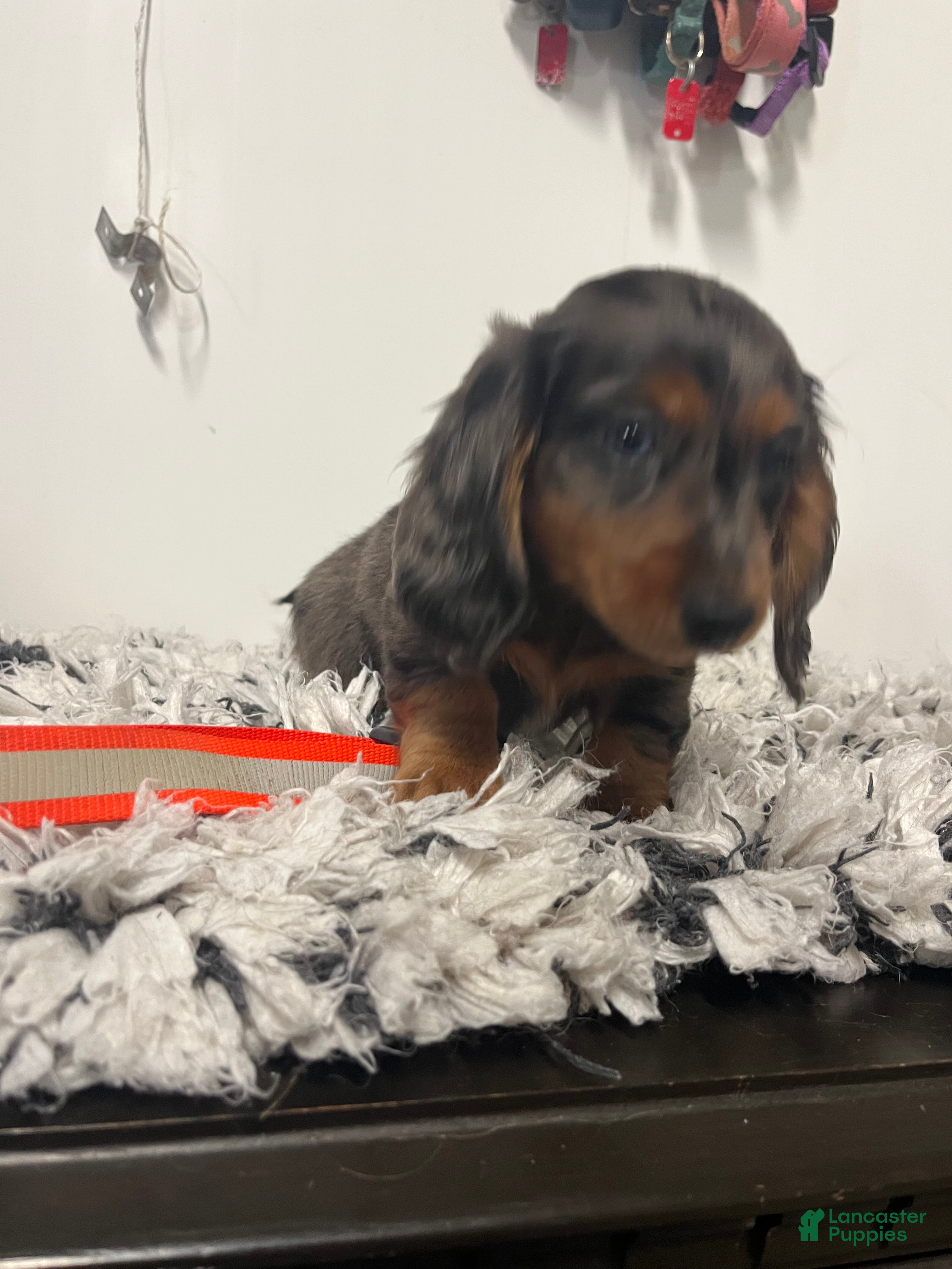 Miniature Dachshund dogs Roxine  - Ad 2