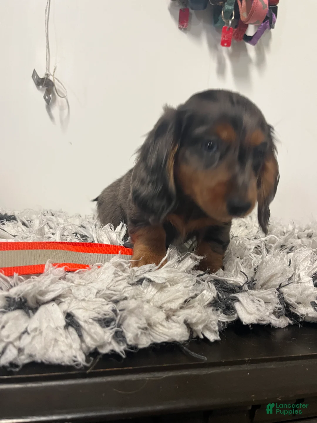 Miniature Dachshund dogs for sale: Roxine  - Ad 2