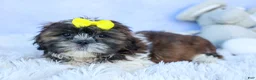 Shih Tzu dogs for sale: RUBBLE - Ad 19