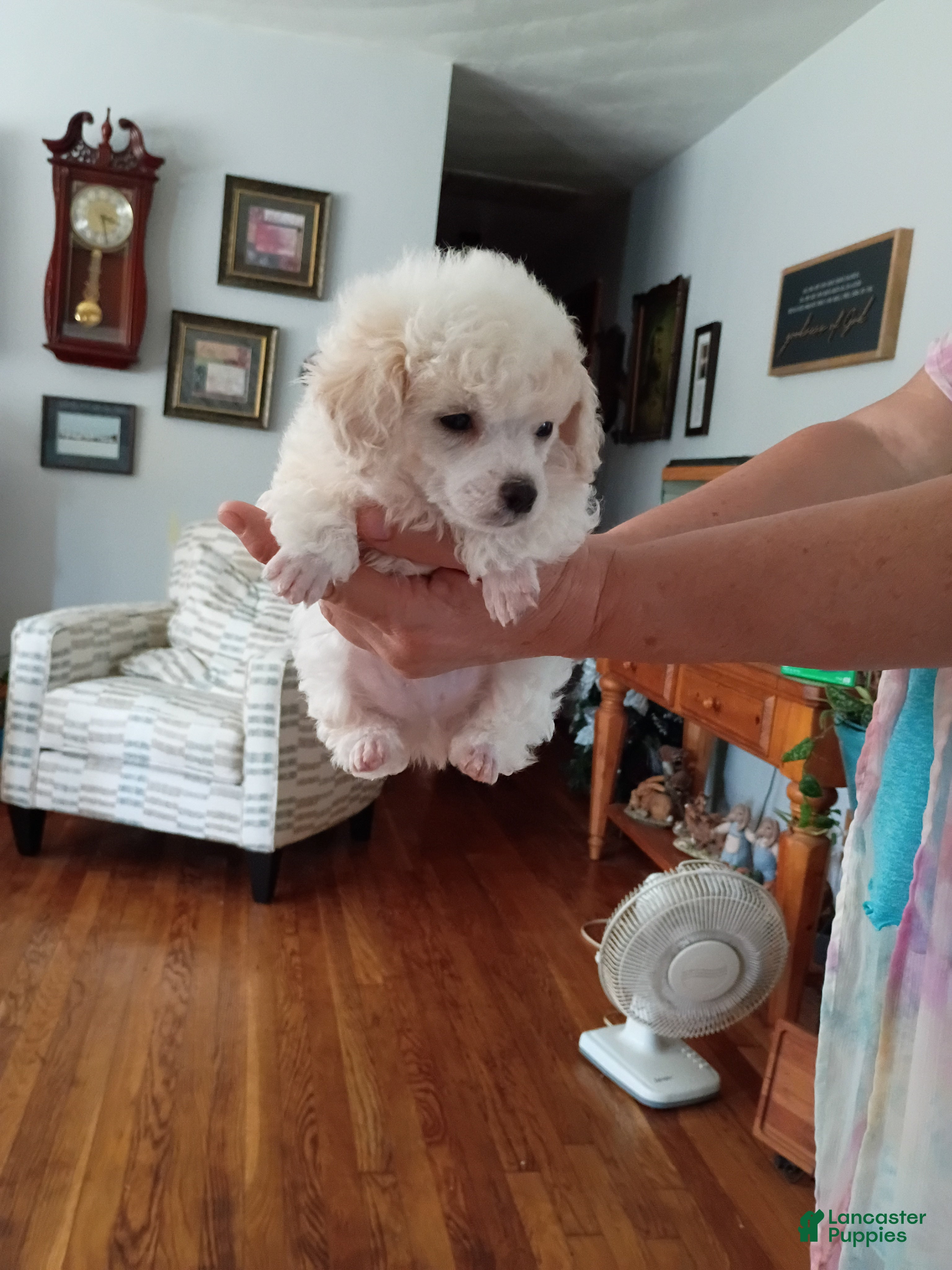 Toy Poodle dogs Choo Choo - Ad 11