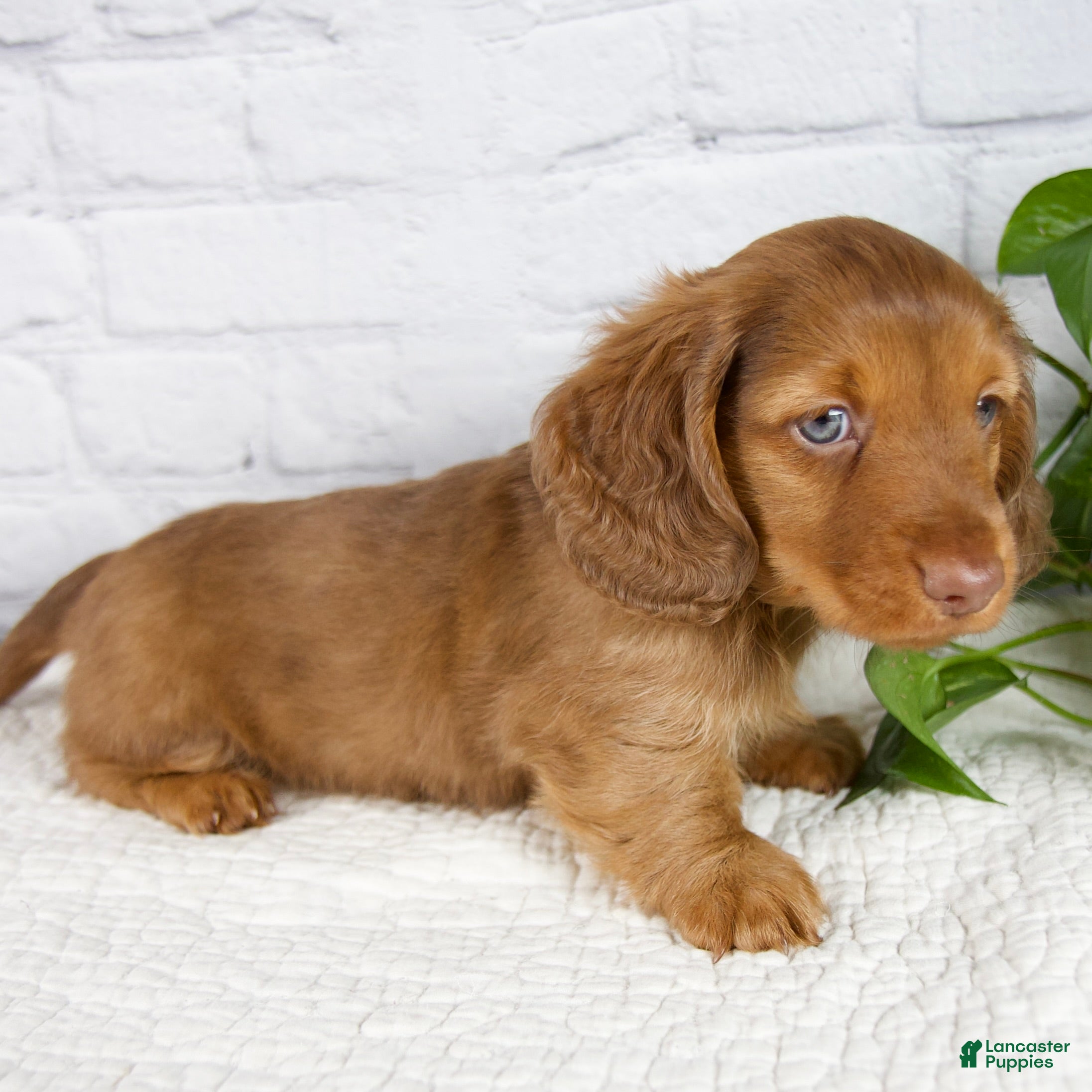 Miniature Dachshund dogs Felix - Ad 2