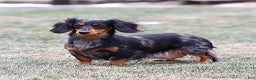 Miniature Dachshund dogs for sale: Beau the Miniature Dachshund Puppy - Ad 2