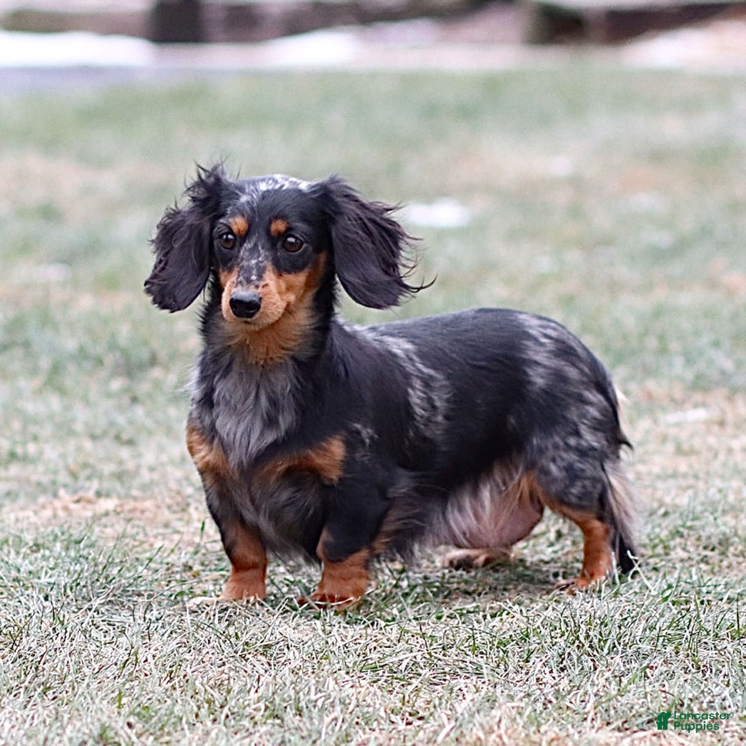 Miniature Dachshund dogs for sale: Beau the Miniature Dachshund Puppy - Ad 2