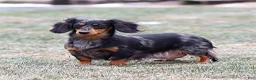 Miniature Dachshund dogs for sale: Hershey - Ad 12