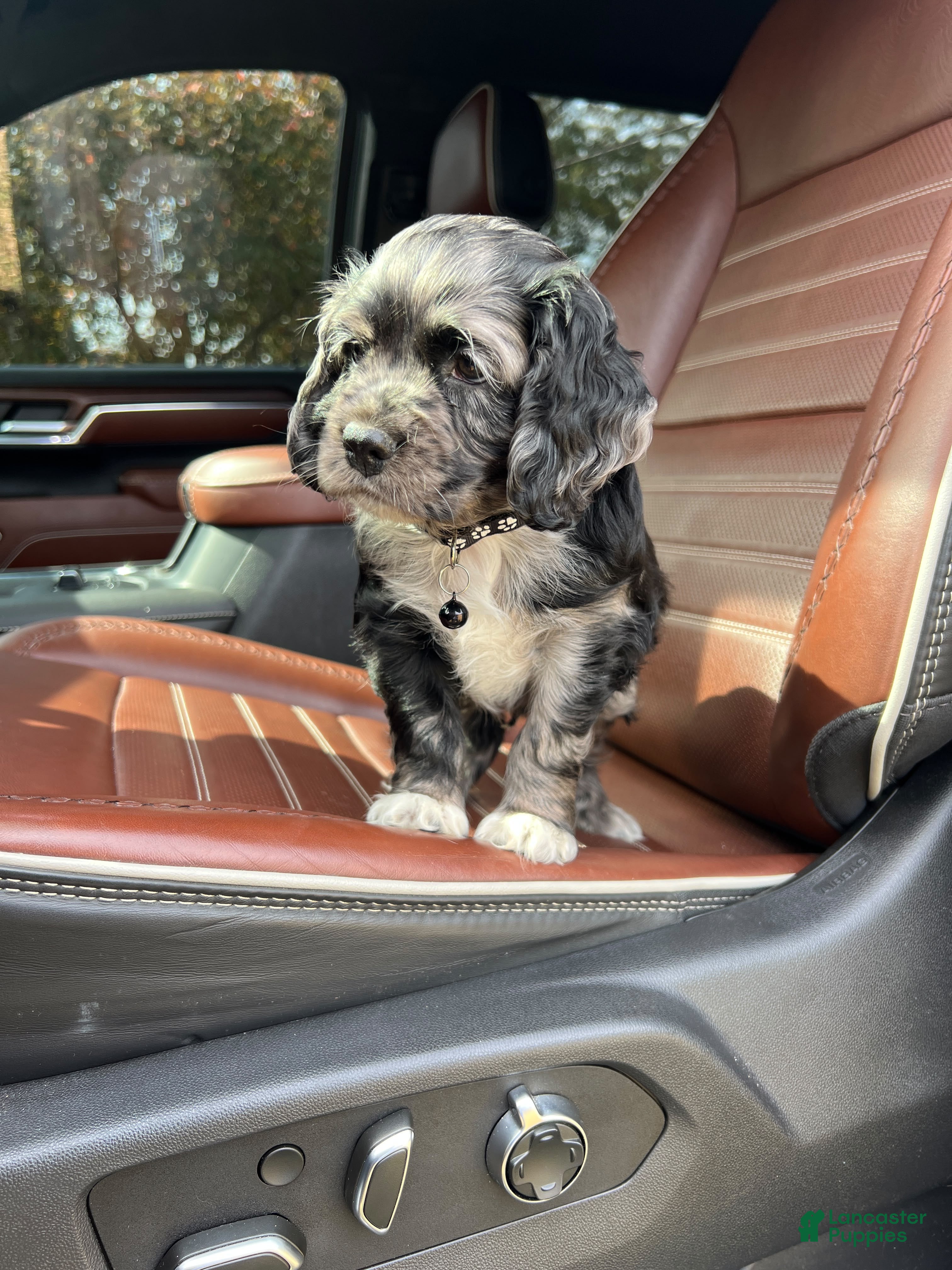 Cocker Spaniel dogs for sale: 🌪️🖤simon🌪️🖤 - Ad 1