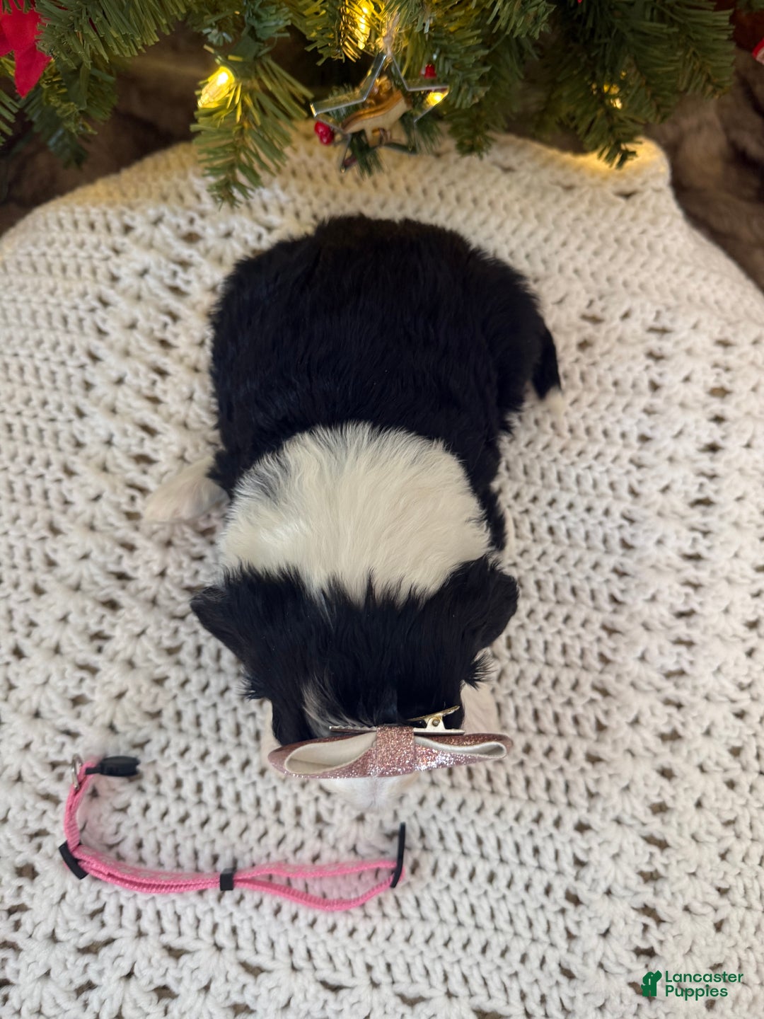 Mixed Breed dogs for sale: Frida - Ad 5