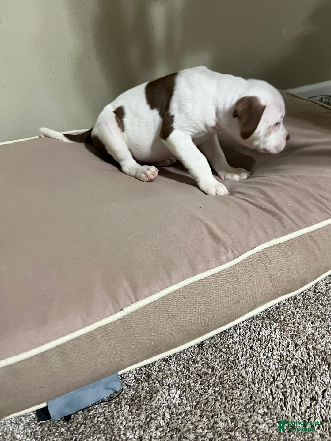 Mixed Breed dogs for sale: Mixed Breed Puppy 4 - Ad 7